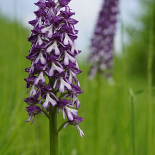 Orchis purpurea subsp. caucasica